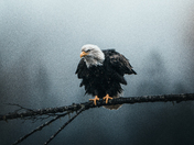 Bald Eagle