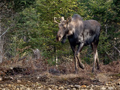 Yearling Moose