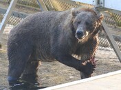 Kodiak National Wildlife Refuge