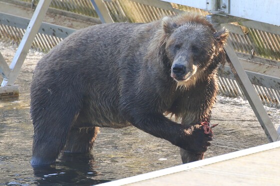 Kodiak National Wildlife Refuge