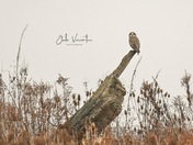 Shorty in breathtaking scene 