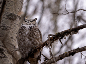 Great Horned Owl