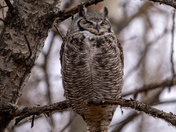 Great Horned Owl