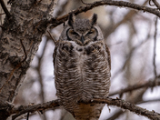 Great Horned Owl