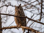 Great Horned Owl