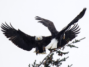 "There Are Other Trees You Know!!!"  