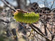 Acadia National Park