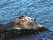 Acadia National Park