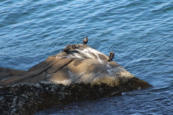 Acadia National Park