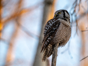 Northern Hawk-Owl