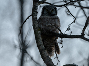 Northern Hawk-Owl