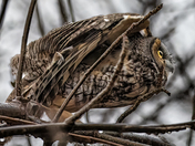 long ear owl ready to take off