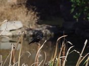 Chesapeake and Ohio Canal National Historical Park