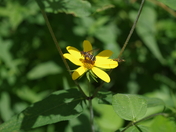 Shenandoah National Park