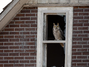 Great-horned Owl perched in an old house