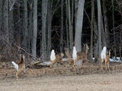 Flags