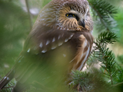 Saw whet owl