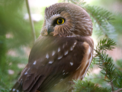Saw whet owl