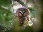 Saw whet owl