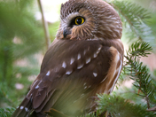 Saw whet owl
