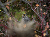 Long eared owl
