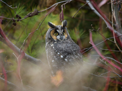 Long eared owl