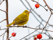 Summer Tanager in Crab Apple Tree