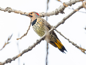 Northern Flicker