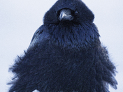 Grand Teton National Park