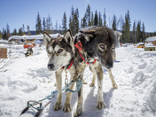 Bridger-Teton and Shoshone National Forests