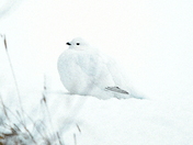 Hiding in plain sight