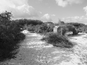 Bon Secour National wildlife refuge