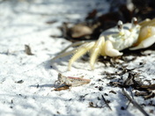 Bon Secour National wildlife refuge