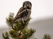 Northern Hawk Owl