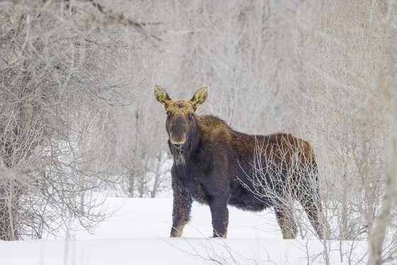 Grand Teton National Park