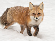 Fox in the early morning snowfall