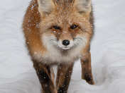 Fox in the early morning snowfall