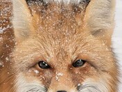 Fox in the early morning snowfall