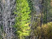 Tamarack Larch 