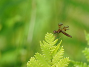 Pocosin Lakes National Wildlife Refuge