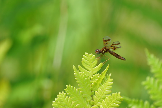 Pocosin Lakes National Wildlife Refuge