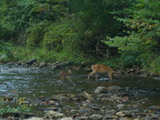Pisgah National forest