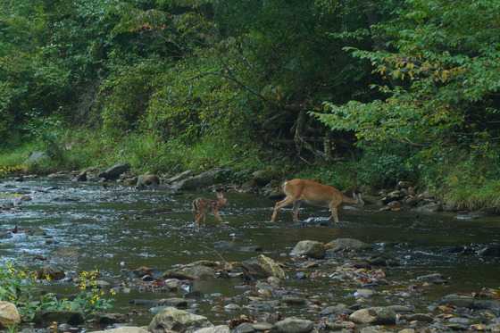 Pisgah National forest
