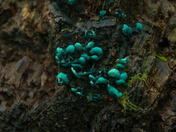 Pisgah National forest