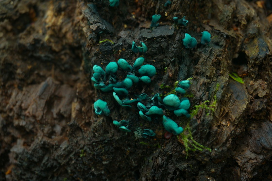 Pisgah National forest