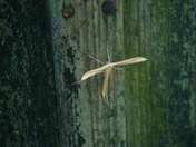 Pocosin Lakes National Wildlife Refuge