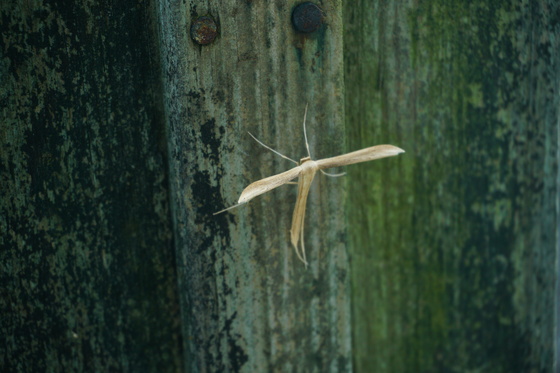 Pocosin Lakes National Wildlife Refuge