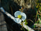 Pocosin Lakes National Wildlife Refuge
