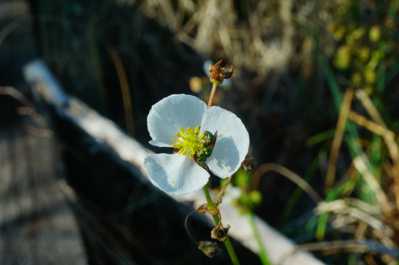 Pocosin Lakes National Wildlife Refuge