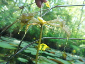 Alligator River National Wildlife Refuge